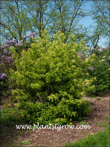 Wavecrest Viburnum (Viburnum sieboldii) Just starting to bloom at the time the Lilacs are in full bloom.